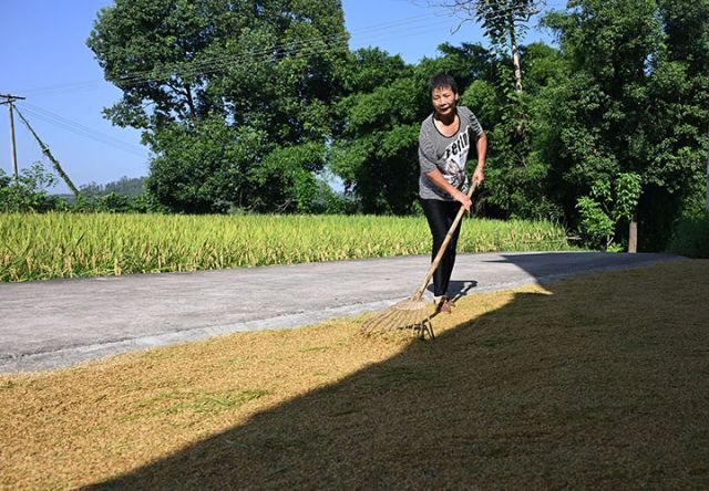 圖5 8月13日，內(nèi)江市東興區(qū)富溪鎮(zhèn)田溪口村，農(nóng)民在晾曬水稻。.jpg