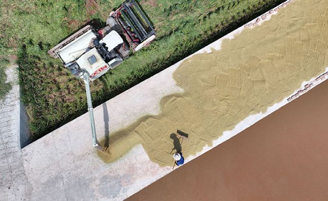 圖2 河南稻客和當(dāng)?shù)剞r(nóng)民正在堆放晾曬水稻（無人機(jī)照片）.JPG