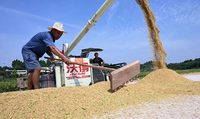 圖3 河南稻客和當(dāng)?shù)剞r(nóng)民正在堆放晾曬水稻.JPG
