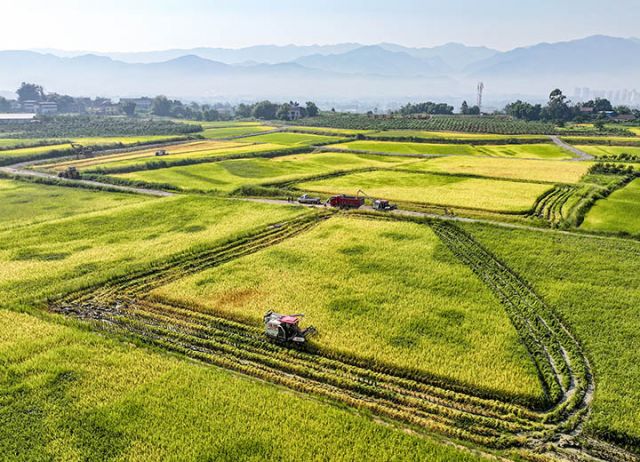 四川廣安：稻谷飄香收割忙[1].JPG