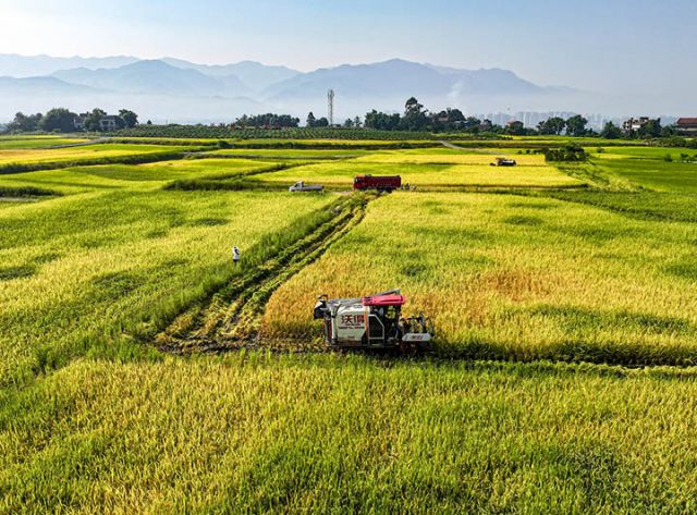 四川廣安：稻谷飄香收割忙[2].JPG