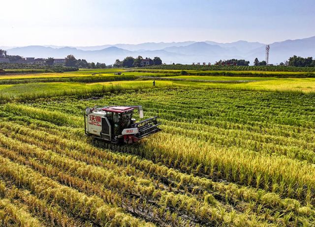 四川廣安：稻谷飄香收割忙[3].JPG