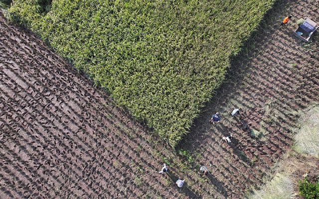 圖2  當(dāng)?shù)馗刹咳罕姲凑赵偕疽笠?guī)范搶收水稻（無(wú)人機(jī)照片）。.jpg