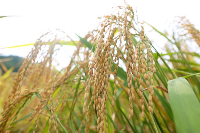 1725436152591854.jpg 圖1.jpg