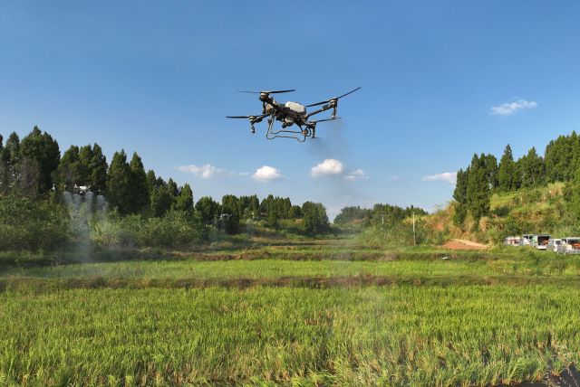 圖1  9月19日，四川省內(nèi)江市東興區(qū)石子鎮(zhèn)七星村，植保無(wú)人機(jī)飛防作業(yè)隊(duì)技術(shù)人員正在進(jìn)行再生稻飛防作業(yè)（無(wú)人機(jī)照片）。.JPG