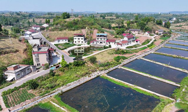 圖2  9月27日，四川省內江市東興區(qū)郭北鎮(zhèn)青臺村楊河灣大院，錯落有致的川南民居與美麗的生態(tài)田園風光共同構成了一幅和美鄉(xiāng)村畫卷（無人機照片）。.JPG