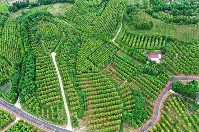 圖5  綠色桑山.jpg