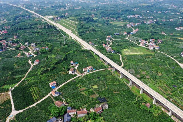 圖1  豐裕鎮(zhèn)丹桂村的柑橘林 李翔攝.jpg