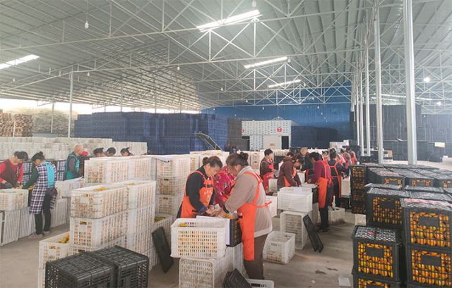 圖6  三三果業(yè)車間工人在分揀柑橘.jpg