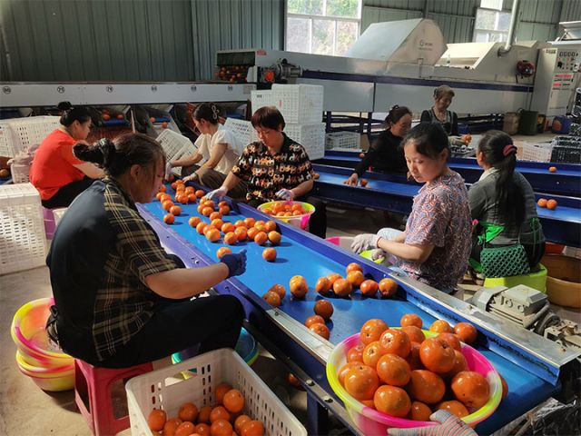 圖7  四川水南谷灣生態(tài)農業(yè)有限公司出口包裝廠內工人對即將出口的柑橘進行初加工.jpg