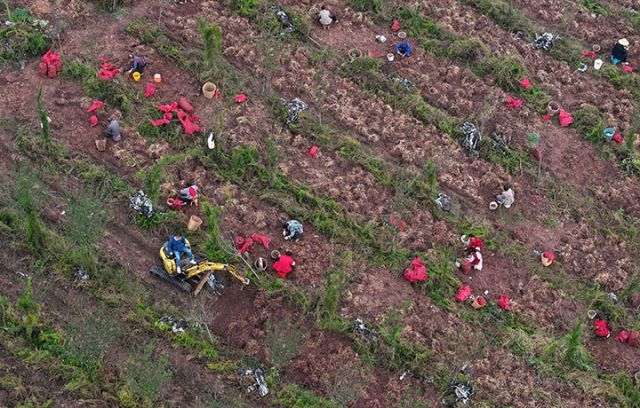 圖1  11月2日，四川省內(nèi)江市東興區(qū)富溪鎮(zhèn)白馬灘村，藥農(nóng)在天冬種植基地忙著收獲中藥材天冬（無人機(jī)照片）。.JPG