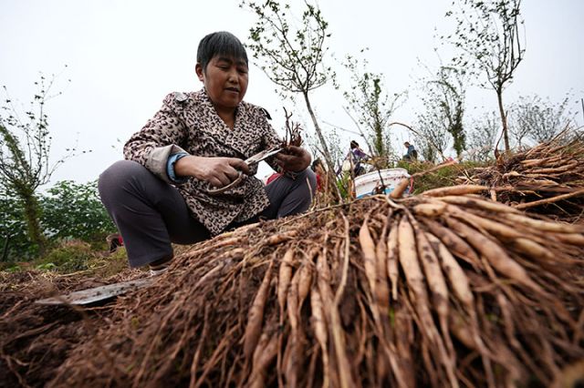圖3  藥農(nóng)在天冬種植基地忙著收獲中藥材天冬.JPG
