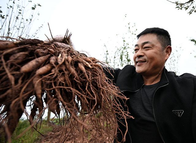圖4  藥農(nóng)高興地展示豐收的中藥材天冬.JPG