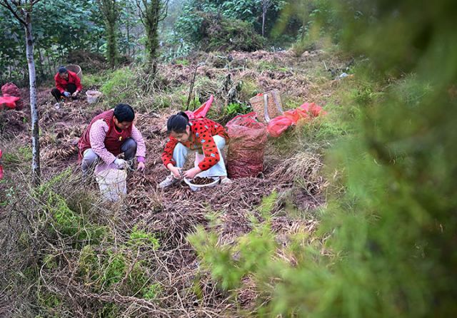 圖5  一名小學(xué)生利用周末時間幫奶奶采收天冬，體驗(yàn)勞動的樂趣.JPG