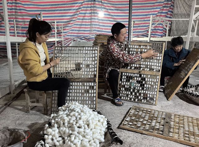 圖3  內(nèi)江市東興區(qū)雙橋鎮(zhèn)雙流村蠶農(nóng)在采收蠶繭.jpg