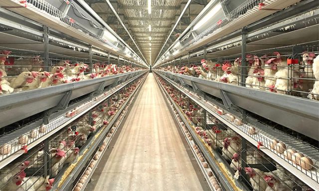 圖1 四川土香源牧業(yè)蛋雞養(yǎng)殖基地.jpg