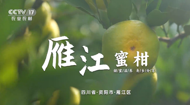 圖6  雁江蜜柑.png