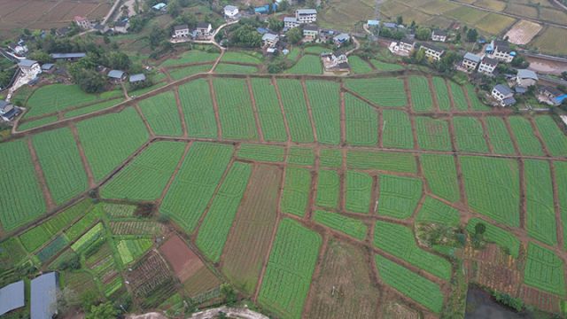 圖2  石埡鎮(zhèn)蔬菜基地.JPG