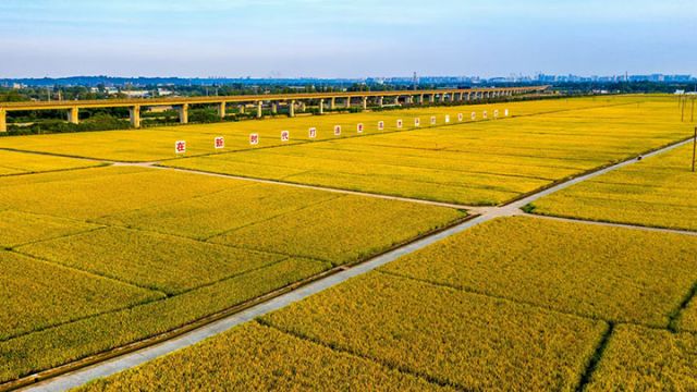 3眉山農(nóng)商銀行信貸支持的“天府糧倉(cāng)”眉州沃野披金如畫(huà)，一片生機(jī)盎然.jpg