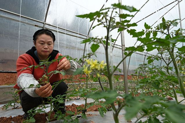 圖1  2025年2月18日，四川省內(nèi)江市東興區(qū)田家鎮(zhèn)萬年村金元種植家庭農(nóng)場，農(nóng)民正在鋼架大棚里對西紅柿枝蔓進行吊蔓管理。.jpg