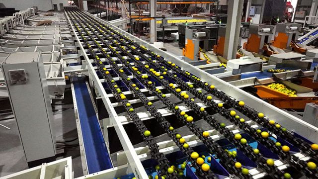 圖1  安岳檸檬生產(chǎn)線 易奎西攝.jpg