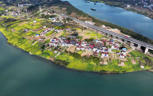 圖1  2025年3月3日，四川省內(nèi)江市東興區(qū)富溪鎮(zhèn)鳳凰村太平壩，盛開(kāi)的油菜花為美麗的春天畫(huà)上了金黃的色彩（無(wú)人機(jī)照片）。.JPG