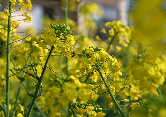 圖2  蜜蜂徜徉在油菜花間.JPG