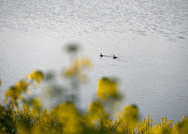 圖3  沱江河中的水鳥(niǎo)與油菜花動(dòng)靜相生.JPG