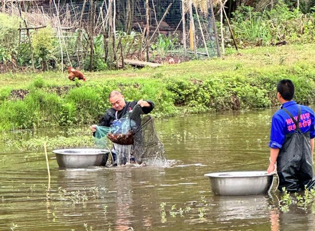 圖2  工人在中和鎮(zhèn)干溝村小龍蝦養(yǎng)殖基地捕撈早蝦.jpg