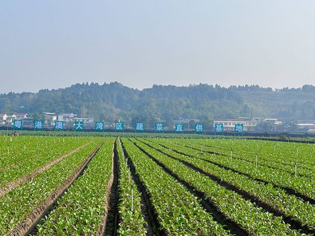 圖3  老君鎮(zhèn)糧蔬產(chǎn)業(yè)園的蔬菜基地.jpg