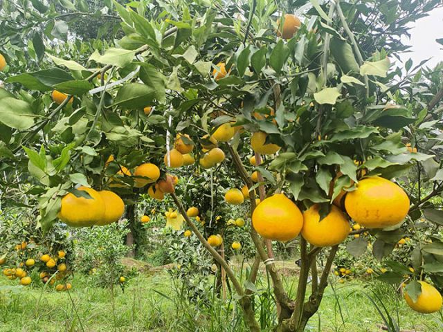 圖6  雁江蜜柑新品種雁媛.jpg