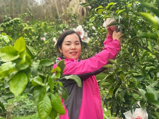 圖1  黃水華采摘柑橘.jpg