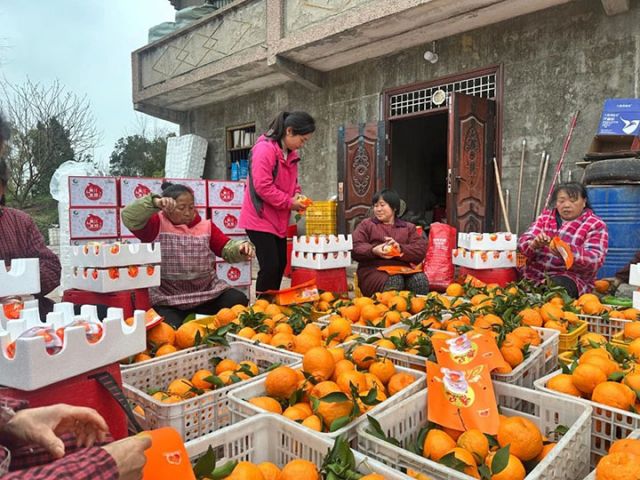 圖2  黃水華和工人正在將柑橘裝箱.jpg