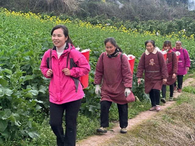 圖4  黃水華和工人運輸采摘好的柑橘.jpg