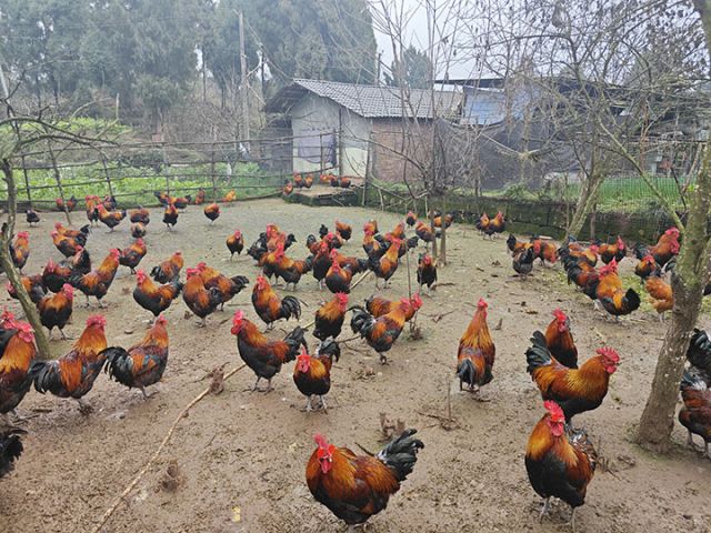 圖2  成群的跑山雞 周倩攝.jpg