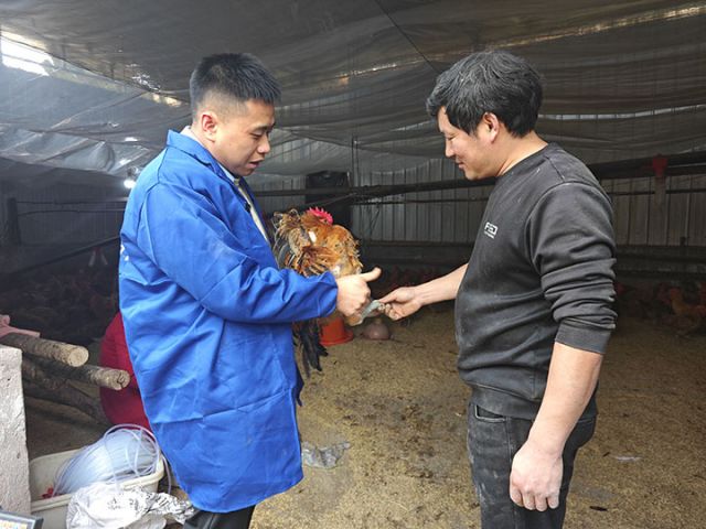 圖3  唐明輝向養(yǎng)殖戶傳授養(yǎng)雞經(jīng)驗(yàn) 周倩攝.jpg