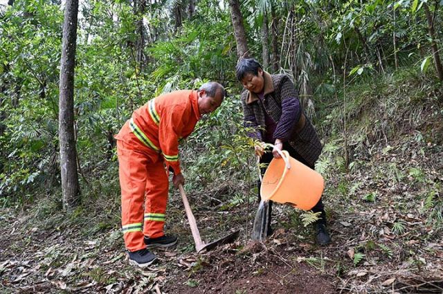 圖4  夏開桂夫妻倆在栽種小樹苗.jpg