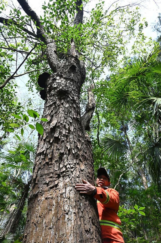 圖5  夏開桂深情地抱著陪伴了43載的大樹.jpg