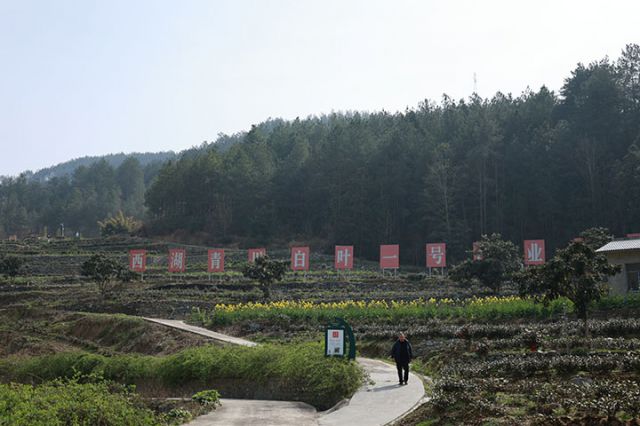 2白葉一號(hào)茶業(yè)基地.JPG