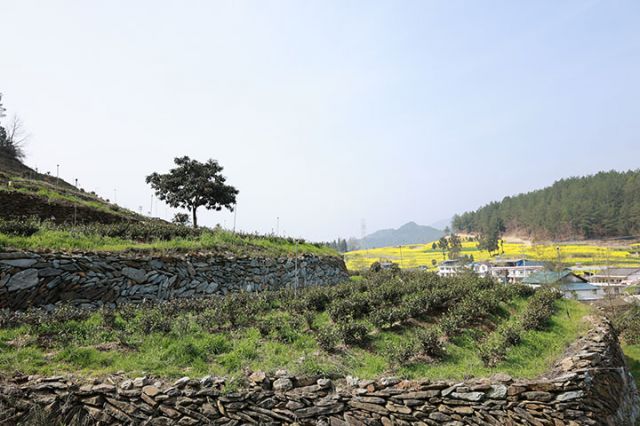 7茶葉基地與村莊遙相呼應(yīng).JPG