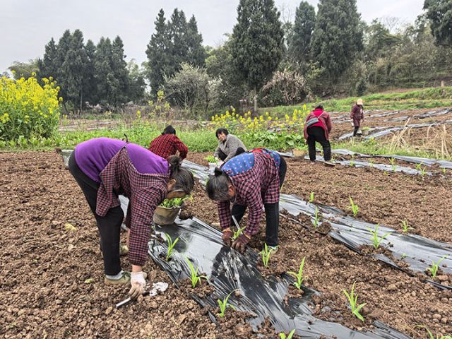 圖1  百姓正在移栽玉米苗 張英攝.jpg