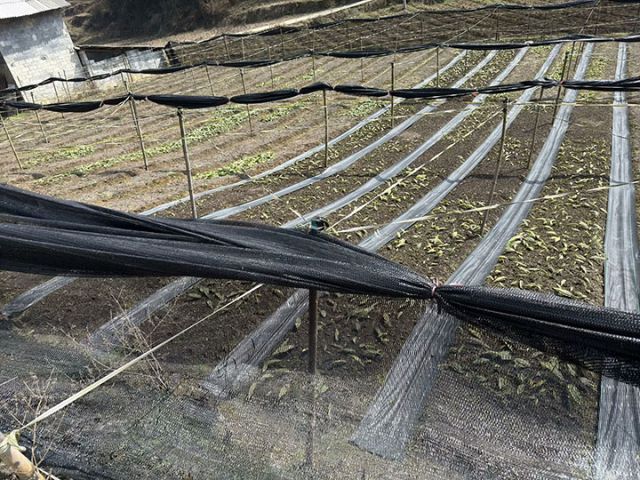 1743047082753744.jpg 2.jpg