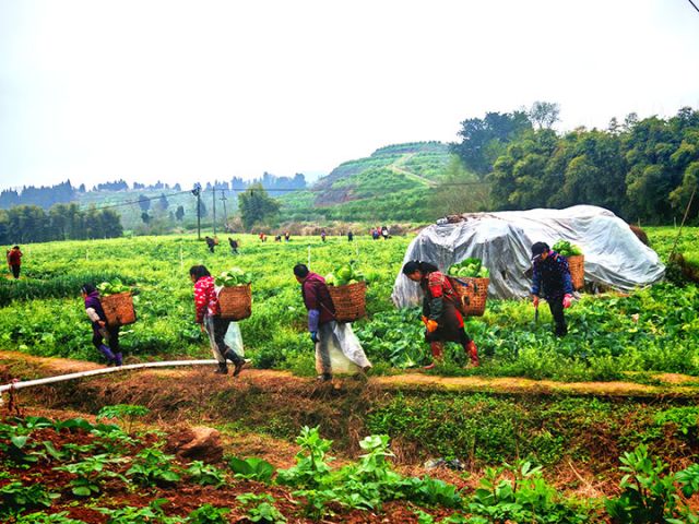 圖1  村民們在背運包菜。閆凱 攝.jpg