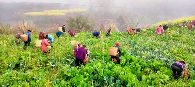 圖2  搶收花菜現(xiàn)場。元壩鎮(zhèn) 供圖.jpg