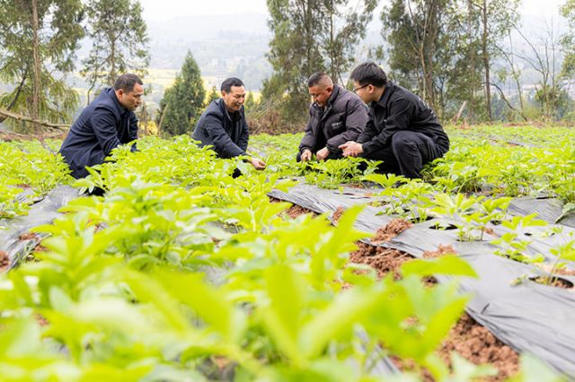 圖1  在田間觀察白芷長勢。吳坤忠 攝.jpg