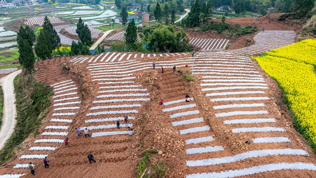 圖2  村民們正在進(jìn)行玉米播種、覆膜等工作。吳坤忠 攝.jpg