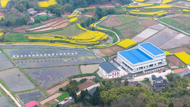 圖3  成渝現(xiàn)代高效特色農(nóng)業(yè)產(chǎn)業(yè)帶大安合作園區(qū)“八中心”建設(shè)。吳坤忠 攝.jpg