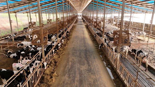 圖2  牛棚內(nèi)奶牛正在休憩進食 易奎西攝.jpg