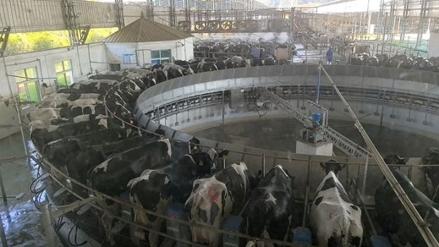 圖4  奶牛整齊站在轉盤式擠奶機上擠奶 易奎西攝.jpg