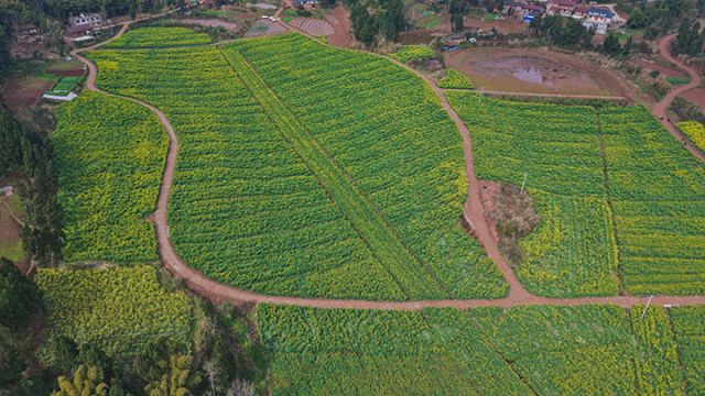 圖2  油菜制種基地.jpg